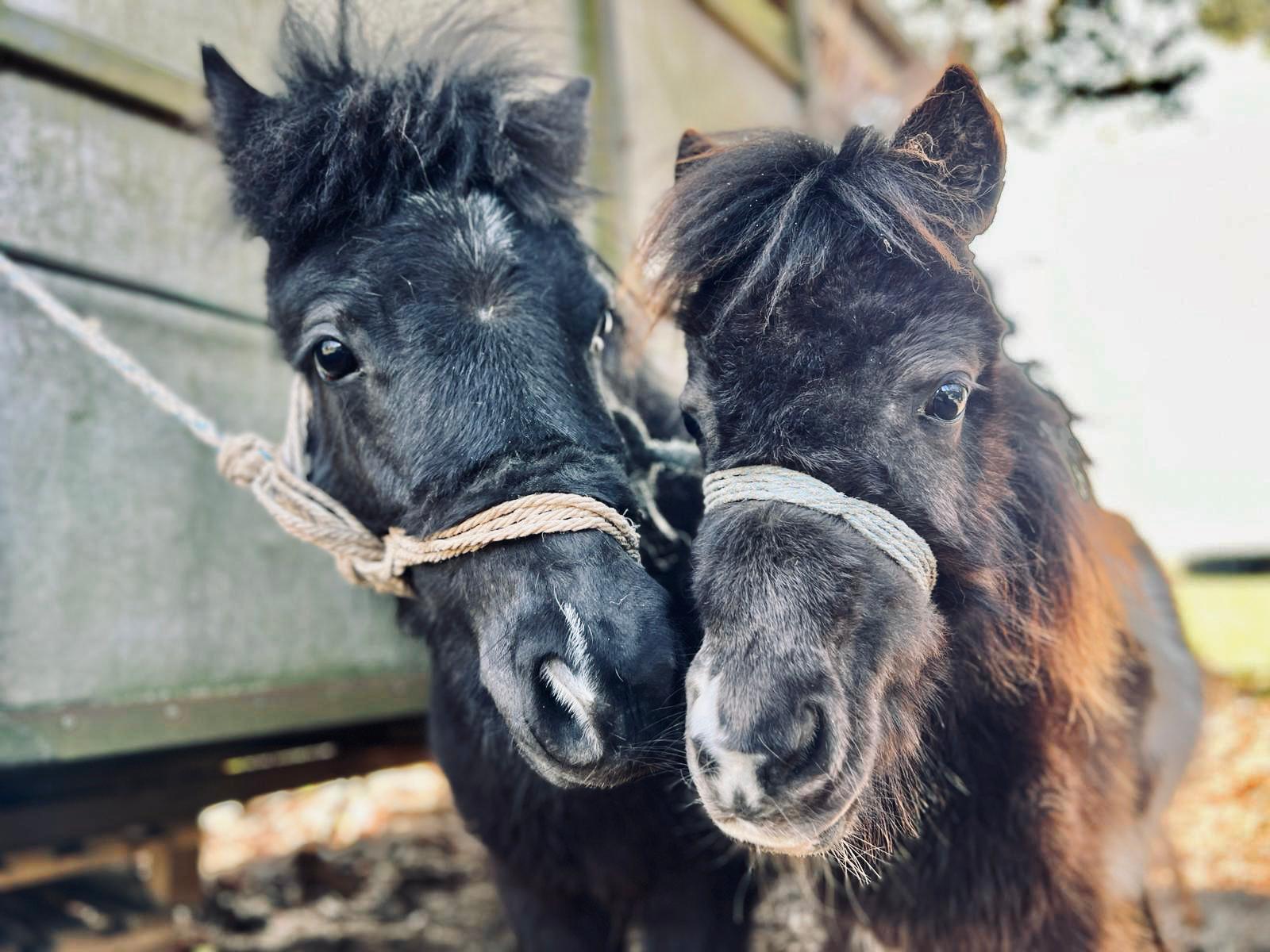 Lelek_i_mama (1).jpeg